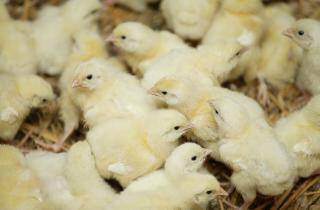 Чистое мясо без лекарств: пермская разработка меняет правила в птицеводстве