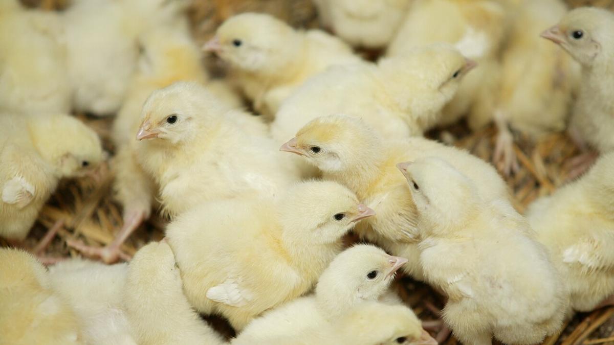 Цыплята