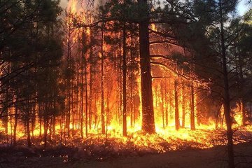 В Курске за сутки случилось 15 пожаров