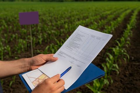 Почва сама подает сигнал: какие растения на даче выдают кислотность без приборов