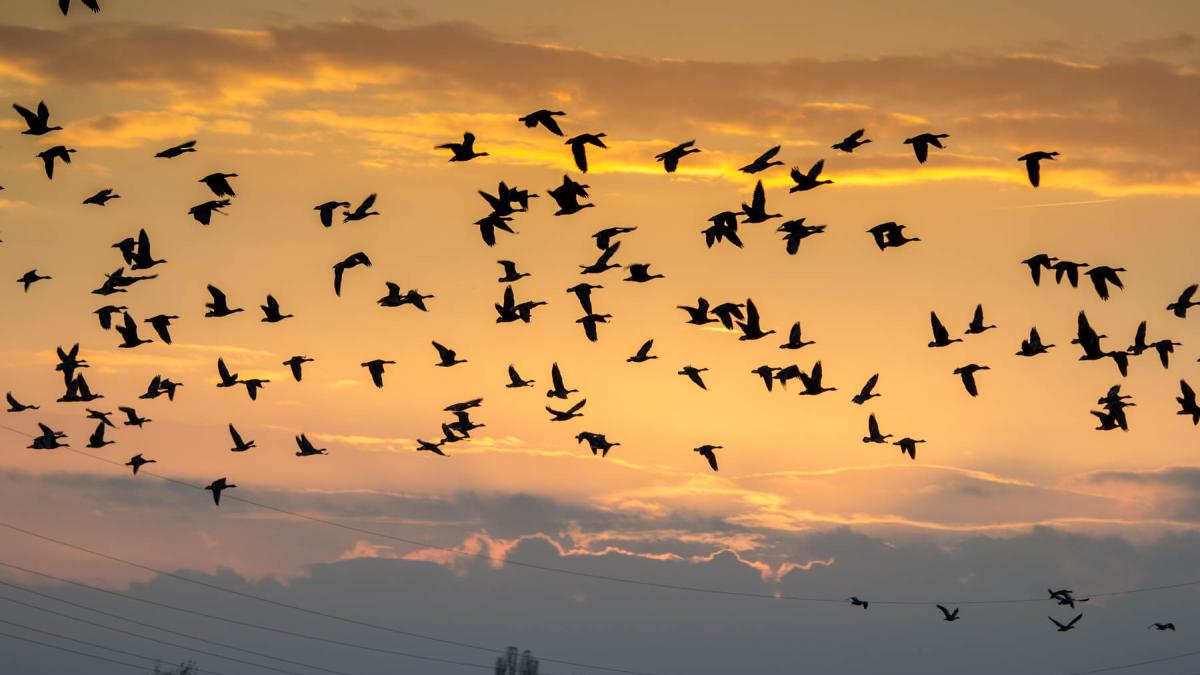 Птицы в небе