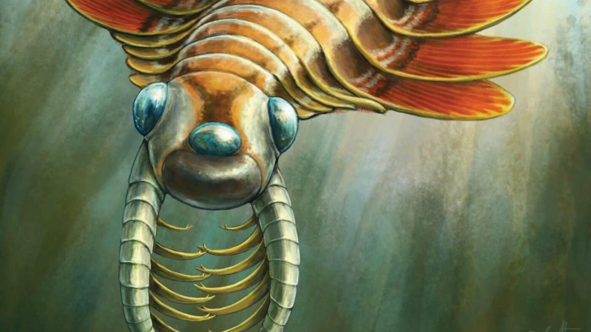 Mosuroides fentoni Mosuroides fentoni