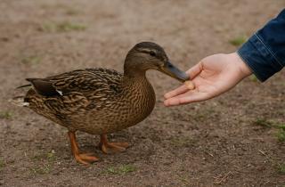 Слепые хозяева планеты: как человек потерял половину чувств живой природы