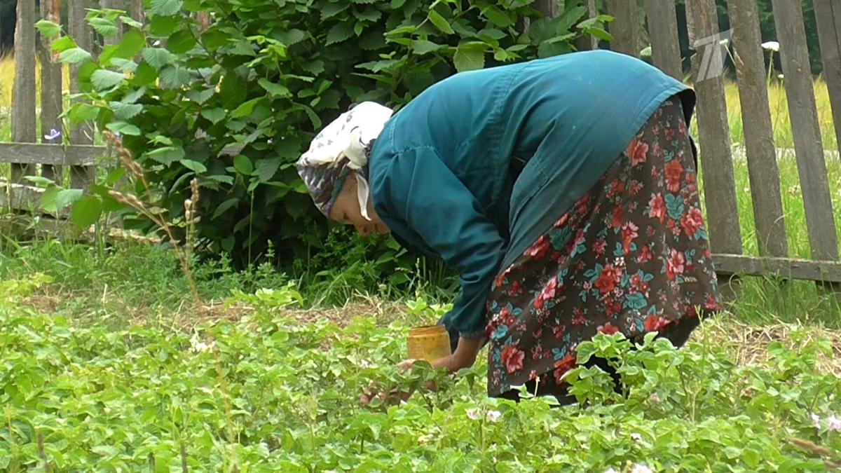 Пожилая женщина в огороде