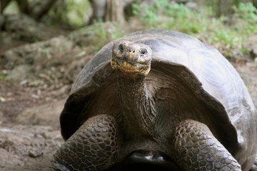 Второй шанс для жизни вымершим слоновым черепахам дают ученые-генетики