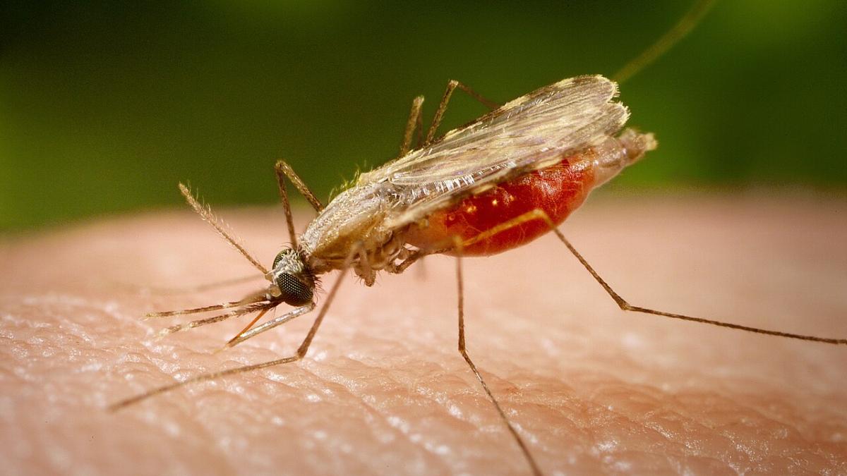 комар Anopheles minimus комар Anopheles minimus