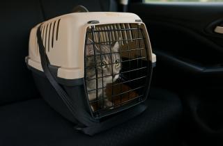 Путешествовать с питомцем или с риском? Ветеринар объяснила, когда животному лучше остаться дома