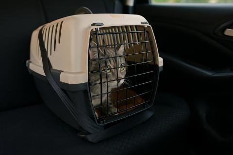 Путешествовать с питомцем или с риском? Ветеринар объяснила, когда животному лучше остаться дома