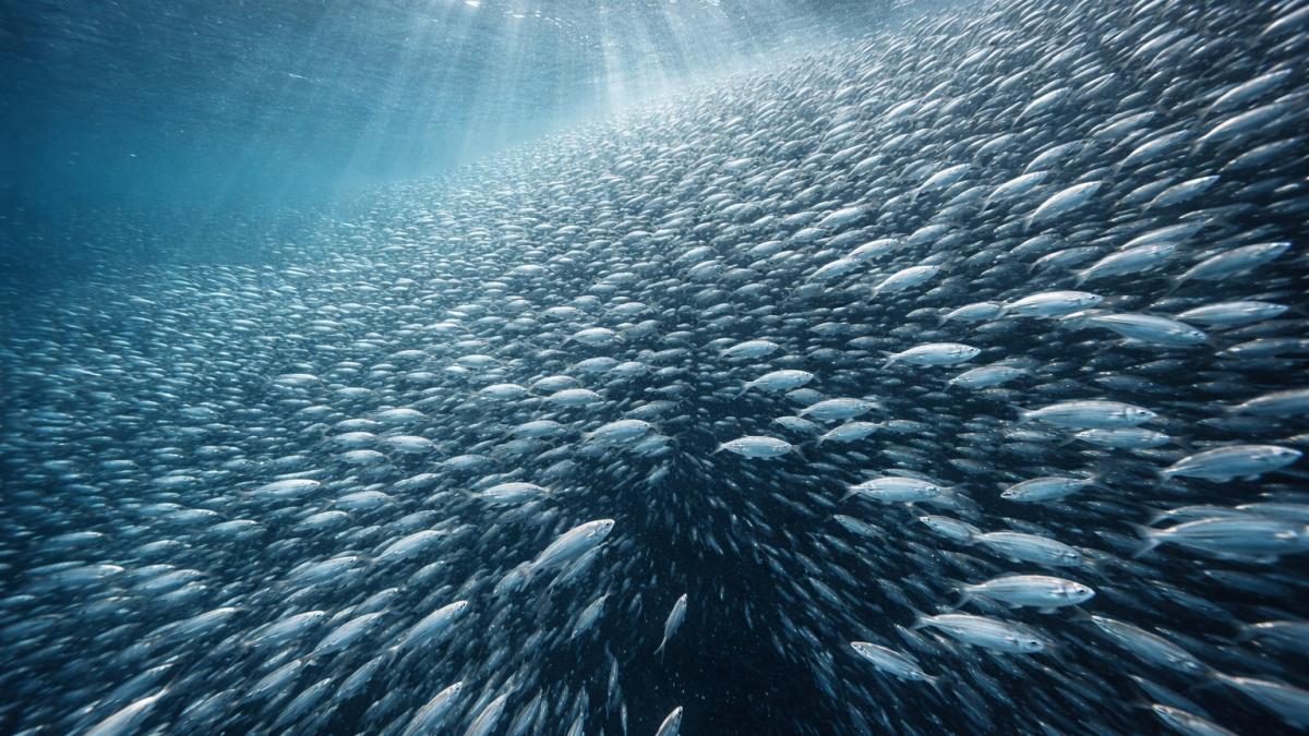 Косяк мойвы