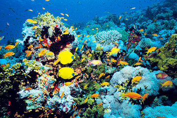 Морские экосистемы вступили в антропоцен