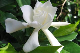 Гардения растёт в смеси песка, дерна и хвойной почвы — садоводы