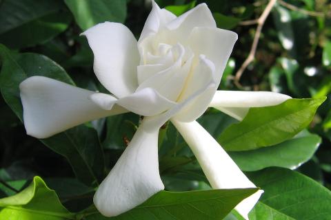 Гардения растёт в смеси песка, дерна и хвойной почвы — садоводы