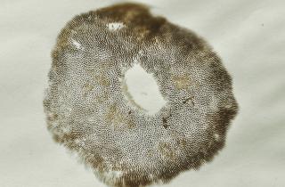 В Африке обнаружен древний биогенный углерод — минералог Хейзен