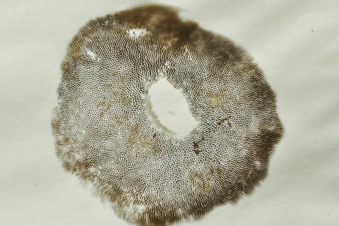 В Африке обнаружен древний биогенный углерод — минералог Хейзен