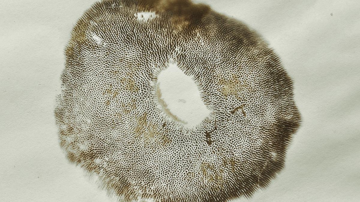 Споры гриба