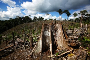 Нестабильность лесов Амазонки возрастает