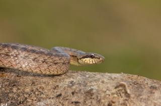 Задержали пьяного водителя со змеёй — ГИБДД Камчатского края
