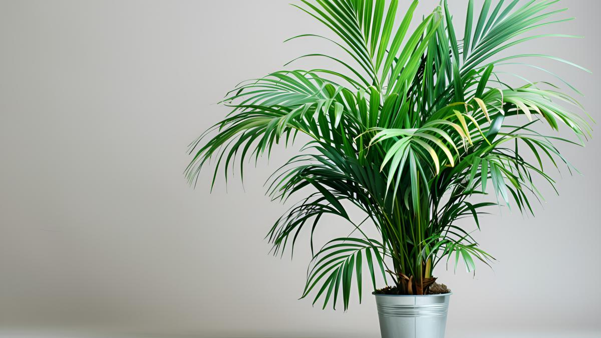 бамбуковая пальма, хамедорея