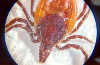 Укус с тяжелыми последствиями: кому нужно делать прививку от клещевого энцефалита