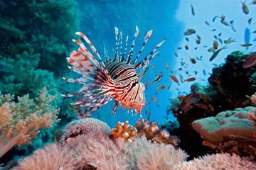 Экологические факторы влияют на распространение крылаток на глубоких рифах