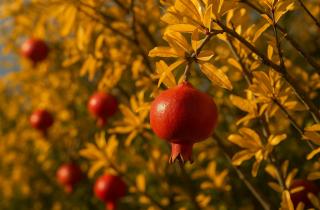 Из Кандагара в Россию: Афганистан отправил первую партию своих знаменитых гранатов