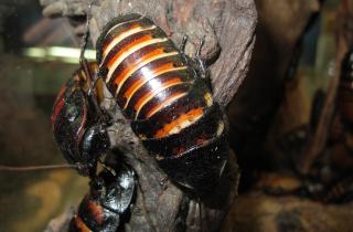 Мадагаскарские тараканы сближаются, чтобы не высохнуть