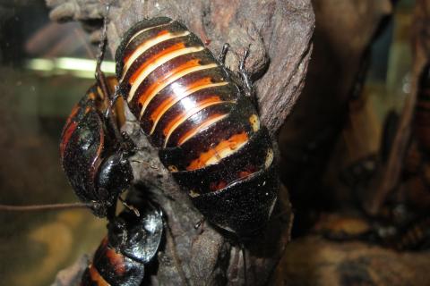 Мадагаскарские тараканы сближаются, чтобы не высохнуть