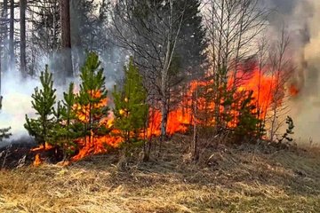 Фундаментальные проблемы устойчивости к лесным пожарам