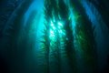 Последствия потери водорослей будут такими же, как и вырубка всех деревьев на Земле Последствия потери водорослей будут такими же, как и вырубка всех деревьев на Земле