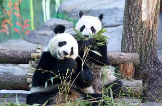 Панды использовали веточки и бамбук, чтобы почесаться — PLANET TODAY