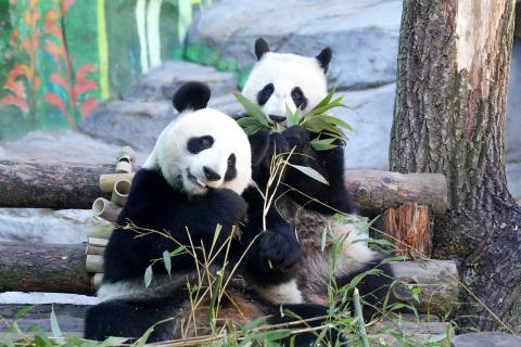 Панды использовали веточки и бамбук, чтобы почесаться — PLANET TODAY