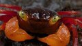 Животные-вампиры, которые не обязательно являются кровососами: крабы, рыбы, моль Животные-вампиры, которые не обязательно являются кровососами: крабы, рыбы, моль
