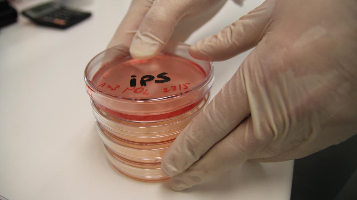 CSIRO Science сфотографировала 1521 iPS-клетку в лаборатории