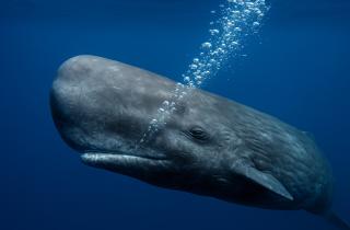 ИИ выявил скрытые паттерны в щелчках кашалотов