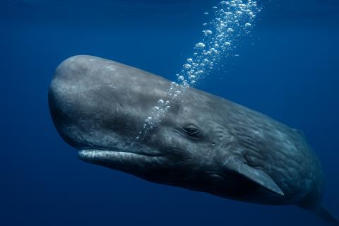 ИИ выявил скрытые паттерны в щелчках кашалотов