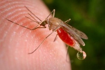Ученые тщательно изучают комаров, переносящих малярию, для их локальной ликвидации