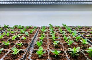 Вредителей обнаруживают в покупном грунте — агрономы