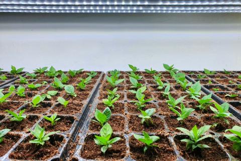 Вредителей обнаруживают в покупном грунте — агрономы