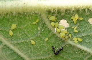 Фольга снизила активность тли на грядках — фермеры