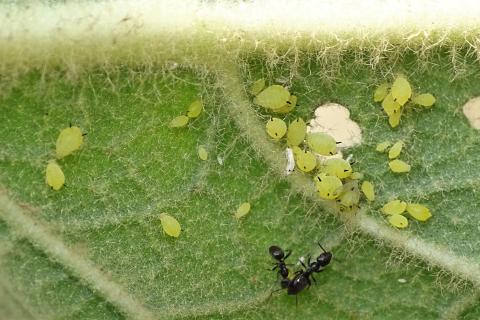 Фольга снизила активность тли на грядках — фермеры