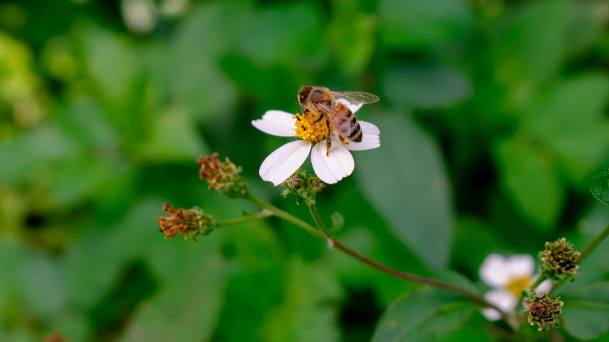 Пчела на цветке (макро)