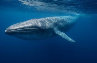 Учёные поняли, почему люди стареют быстрее китов: оказывается, долголетие можно заморозить