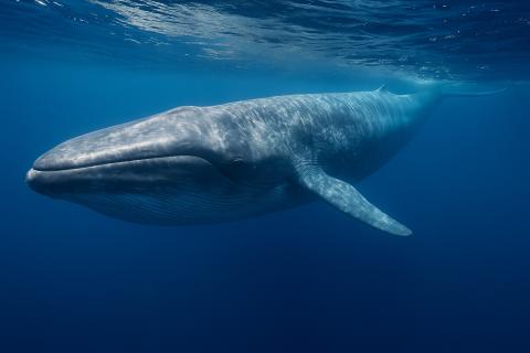 Учёные поняли, почему люди стареют быстрее китов: оказывается, долголетие можно заморозить