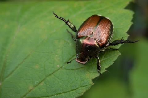 Раннее цветущие розы реже страдают от японских жуков — агрономы