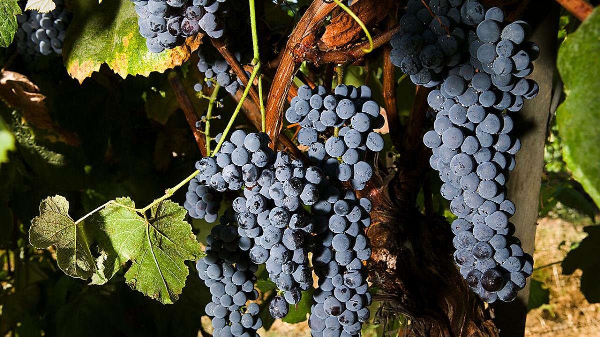 Виноградная лоза