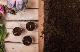 Сидераты высаживают для предотвращения зимней эрозии почвы агрономы