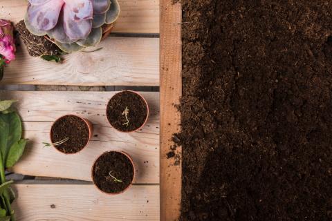 Сидераты высаживают для предотвращения зимней эрозии почвы агрономы