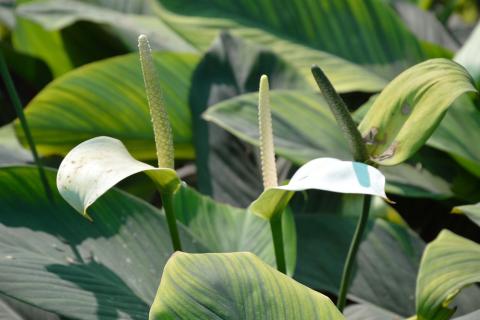 Спатифиллум желтеет при дефиците магния в почве — агрономы