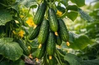 Посадите их рядом — и урожай обеспечен: какие растения делают огурцы слаще и сильнее