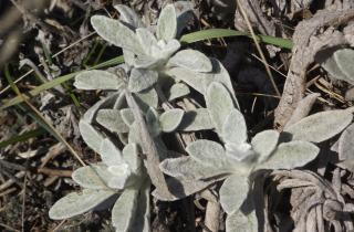 Лимонник предпочитает рыхлую слабокислую почву — ботаники